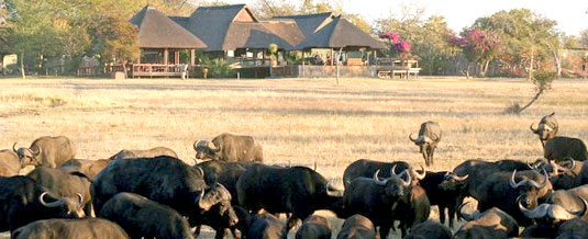 Buffalo sighting Main Lodge Nkorho Bush Lodge Sabi Sands Private Game Reserve Kruger National Park Accommodation Booking