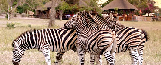 Zebra Sighting Main Lodge Nkorho Bush Lodge Sabi Sands Private Game Reserve Kruger National Park Accommodation Booking