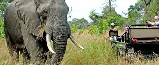 Luxury Safari Holiday Elephant Sighting Game Drive Nottens Bush Camp Nottens Private Game Reserve Sabi Sands Game Reserve Accommodation bookings