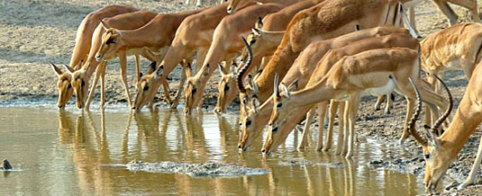 Impala Waterhole Nottens Bush Camp Nottens Private Game Reserve Sabi Sands Game Reserve Accommodation bookings