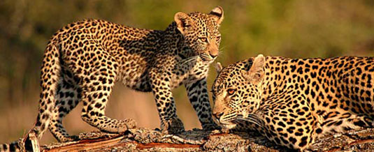 Luxury Safari Holiday Leopard and her cub Sighting on Game Drive Nottens Bush Camp Nottens Private Game Reserve Sabi Sands Game Reserve Accommodation bookings