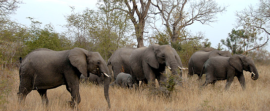 Elephant herd sighting bush big 5 Nottens Bush Camp Nottens Private Game Reserve Sabi Sands Game Reserve Safari Lodge bookings