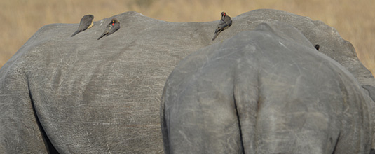 Rhino sighting bush big 5 Nottens Bush Camp Nottens Private Game Reserve Sabi Sands Game Reserve Safari Lodge bookings