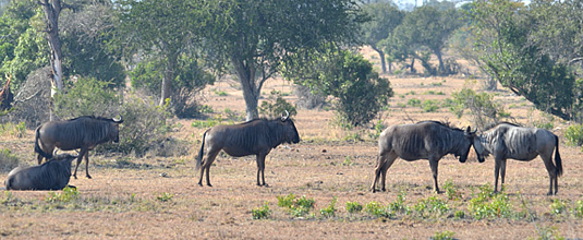 Wildebeest sighting bush Nottens Bush Camp Nottens Private Game Reserve Sabi Sands Game Reserve Safari Lodge bookings