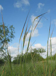 Spear Grass,Sabi Sands Game Reserve