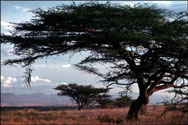 Umbrella Thorn,Sabi Sands Game Reserve