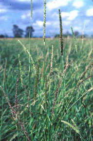 vlei bristle grass,Sabi Sands Game Reserve