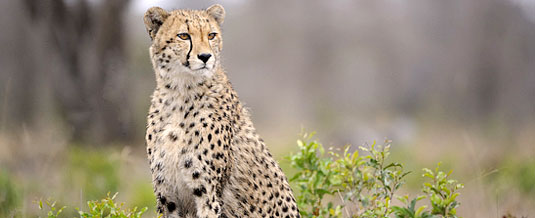 Cheetah Sighting Sabi Sabi Private Game Reserve Sabi Sands Reserve Luxury Accommodation