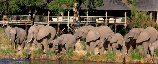 Luxury Accommodation Elephant Herd Sabi Sabi Private Game Reserve Sabi Sands Reserve