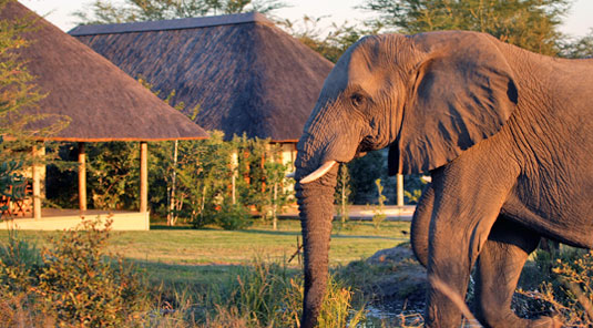 Elephant near Savanna Main Lodge at Savanna Private Game Reserve in the Sabi Sand Private Game Reserve. Luxury Safari Lodge Accommodation