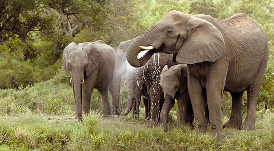 Elephants herd Sighting Game Drives waterhole Luxury Accommodation Savanna Private Game Reserve Sabi Sands Reserve Accommodation bookings