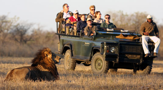 Lion Sighting Game Drives Luxury Accommodation Savanna Private Game Reserve Sabi Sands Reserve Accommodation bookings