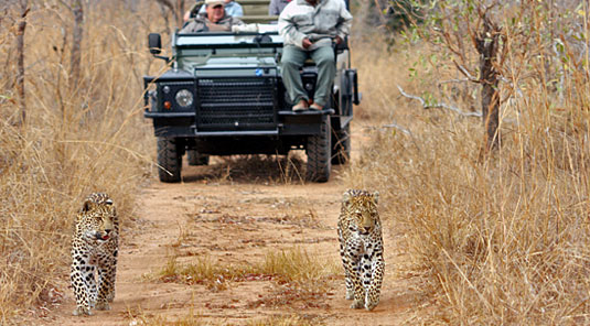 Leopard Sighting Game Drives Sabi Sands Savanna Private Game Lodge Luxury Accommodation Sabi Sands Game Reserve
