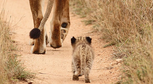 Lion Mother Cub Sighting Game Drives  Luxury Accommodation Savanna Private Game Reserve Sabi Sands Reserve