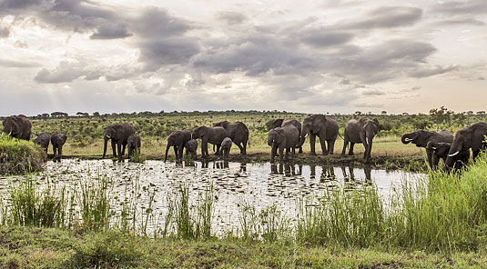 Elephants herd waterhole Sighting Game Drives Luxury Accommodation Savanna Private Game Reserve Sabi Sands Reserve