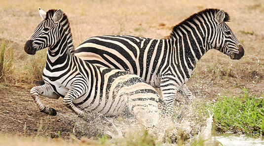 Zebra Sighting Game Drives waterhole Luxury Accommodation Savanna Private Game Reserve Sabi Sands Reserve
