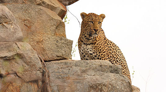 Leopard Sighting Game Drives Sabi Sands Savanna Private Game Lodge Luxury Accommodation Sabi Sands Game Reserve