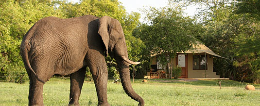 Luxury Suite Elephant Sighting Savanna Private Game Lodge Luxury Accommodation Savanna Private Game Reserve Sabi Sands Reserve