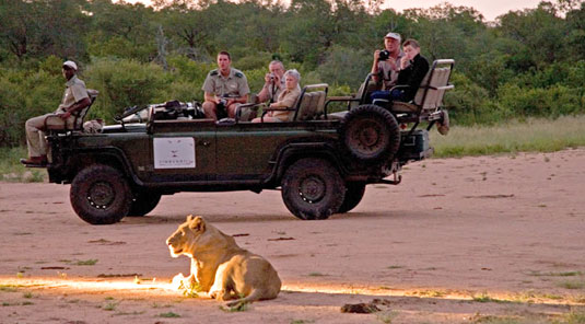 Lion Sighting daily big 5 game drives Sabi Sands Luxury Safari Lodge Simbambili Game Lodge Luxury Accommodation bookings Sabi Sands Reserve