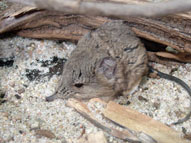 Elephant shrew,Sabi Sands,The Big Five