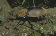 Rhinoceros Beetle,,Sabi Sands,The Big Five