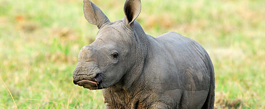 Rhino Calf sighting on Game Drives at Safari Lodge, Ulusaba Private Game Reserve - Sabi Sand Private Game Reserve. Luxury Safari Lodge Bookings