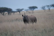 Rhino,Sabi Sands,The Big Five