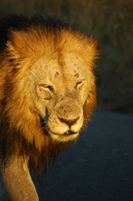Lion,Sabi Sands,The Big Five
