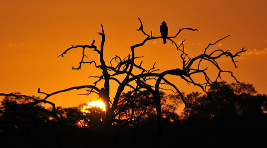 Sunset Inyati Game Lodge Sabi Sand Game Reserve Luxury Safari Lodge Accommodation Booking