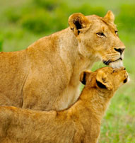 Lioness cub Inyati Game Lodge Sabi Sand Game Reserve Accommodation Booking