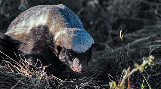 Honey Badger Inyati Game Lodge Sabi Sand Game Reserve Luxury Safari Lodge Accommodation Booking