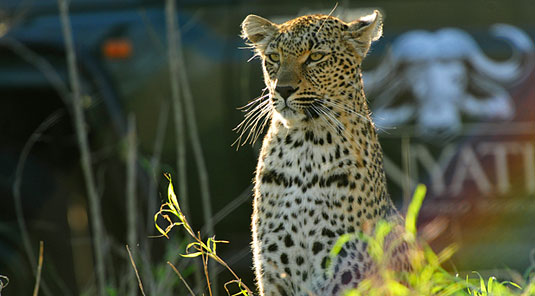 Daily Big 5 Game Drives Inyati Game Lodge Inyati Private Game Reserve Sabi Sand Game Reserve South Africa