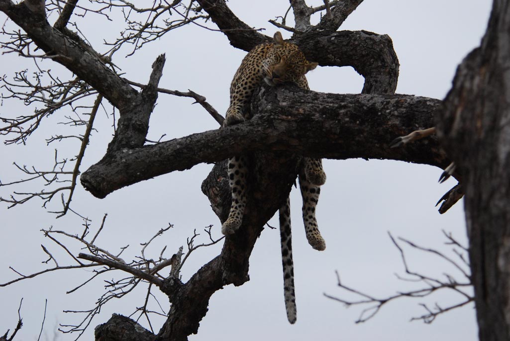 Leopard sleeping in a tree - Cheetah Plains - Cheetah Plains Private Game Reserve - Sabie and Sand Rivers Ecosystems - Greater Kruger National Park, South Africa