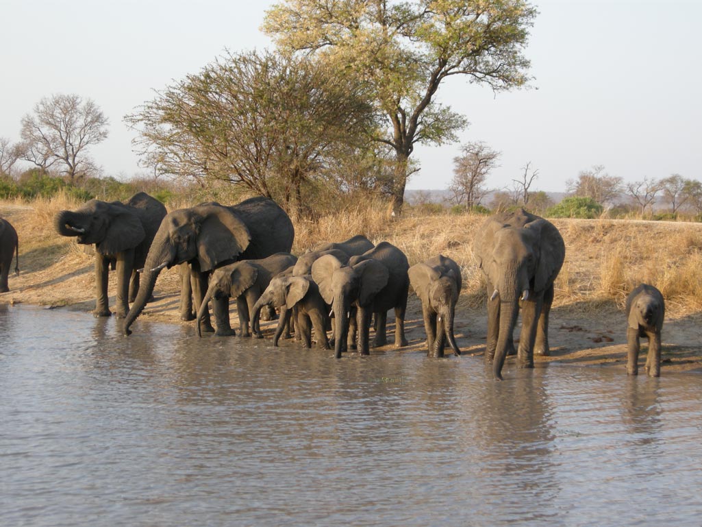 Elephant drinking - Cheetah Plains - Cheetah Plains Private Game Reserve - Sabie and Sand Rivers Ecosystems - Greater Kruger National Park, South Africa