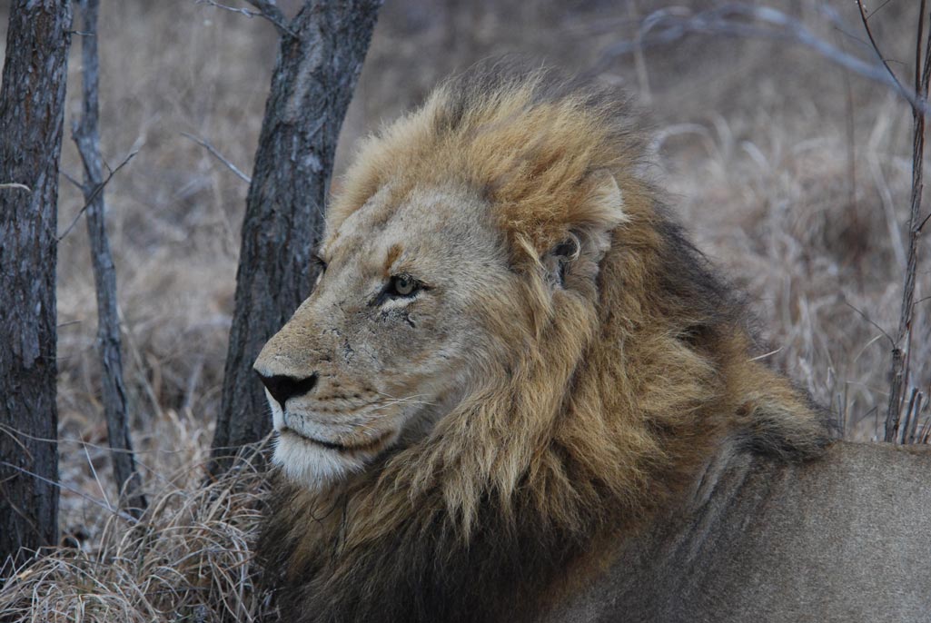 Lion - Cheetah Plains - Cheetah Plains Private Game Reserve - Sabie and Sand Rivers Ecosystems - Greater Kruger National Park, South Africa