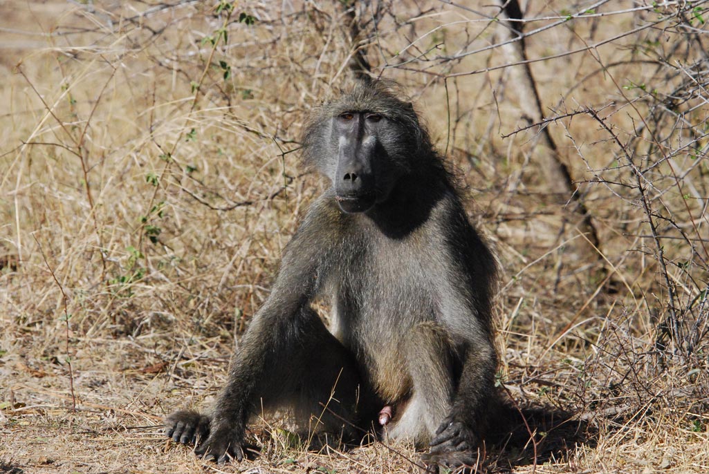 Baboon - Cheetah Plains - Cheetah Plains Private Game Reserve - Sabie and Sand Rivers Ecosystems - Greater Kruger National Park, South Africa