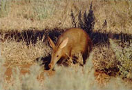 Antbear (Aardvark),Sabie Sands Game Reserve,Kruger National Park,Big 5
