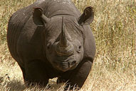 Black Rhino,Sabie Sands Game Reserve,Kruger National Park,Big 5