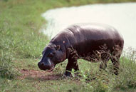 Hippopotamus,Sabie Sands Game Reserve,Kruger National Park,Big 5