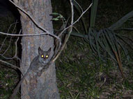 Lesser bushbaby,Sabie Sands Game Reserve,Kruger National Park,Big 5