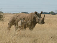 White Rhino,Sabie Sands Game Reserve,Kruger National Park,Big 5