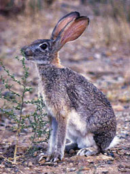 Scrub Hare,Sabie Sands Game Reserve,Kruger National Park,Big 5