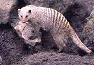 Banded mongoose,Sabie Sands Game Reserve,Kruger National Park,Big 5