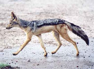 Black-Backed Jackal ,Sabie Sands Game Reserve,Kruger National Park,Big 5