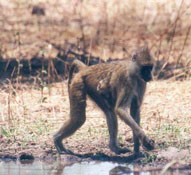 Chacma Baboon,Sabie Sands Game Reserve,Kruger National Park,Big 5