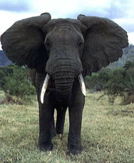 African Elephant,Sabie Sands Game Reserve,Kruger National Park,Big 5