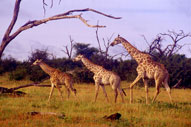Giraffe,Sabie Sands Game Reserve,Kruger National Park,Big 5