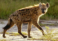 Hyaena,Sabie Sands Game Reserve,Kruger National Park,Big 5