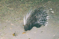 Porcupine,Sabie Sands Game Reserve,Kruger National Park,Big 5