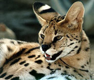 Serval,Sabie Sands Game Reserve,Kruger National Park,Big 5